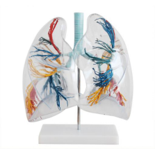 Transparent lung segment model